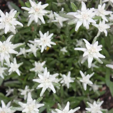 Haus Kirschner 3* Jerzens