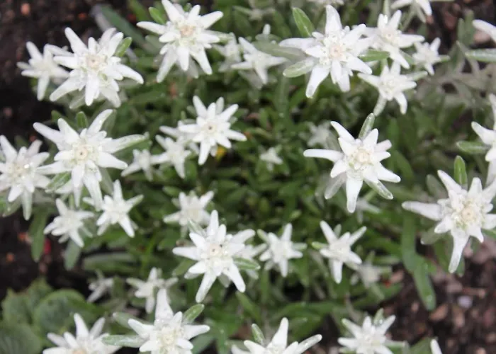 Haus Kirschner 3* Jerzens